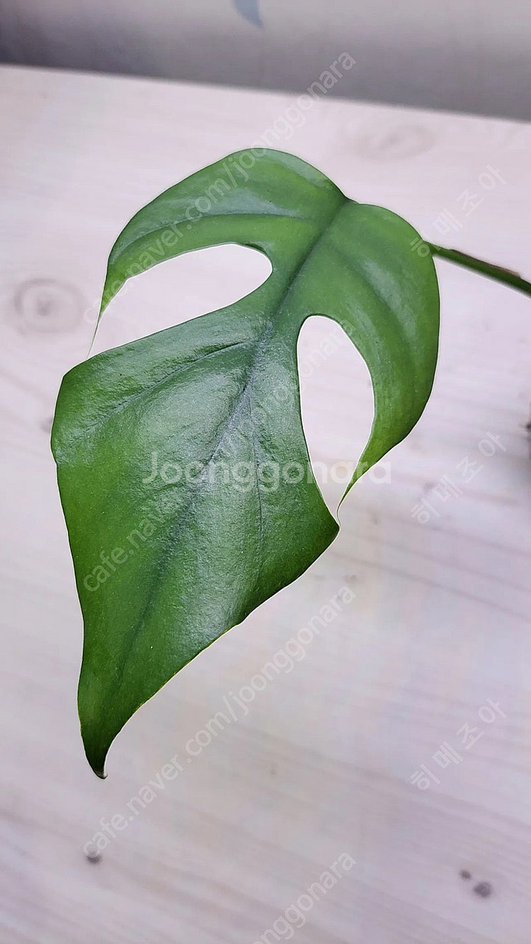 옐로우히메,베놈,화이트민트히메,무늬히메,풀민트히메,실버클라우드 등등 여러 희귀식물 분양해요--8